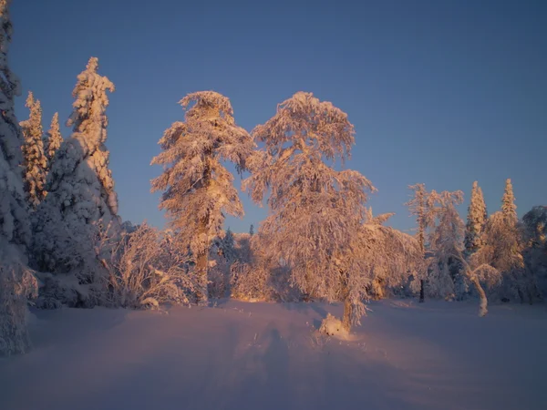 Vinter – stockfoto