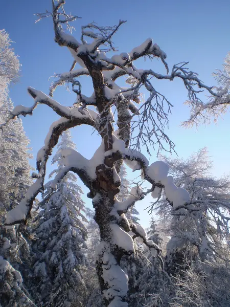 Vinter — Stockfoto