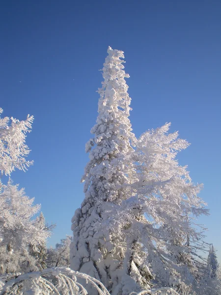 Winter — Stockfoto