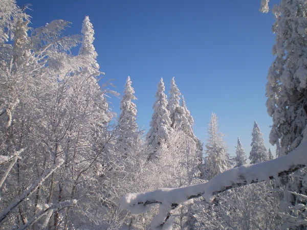 Winter — Stockfoto