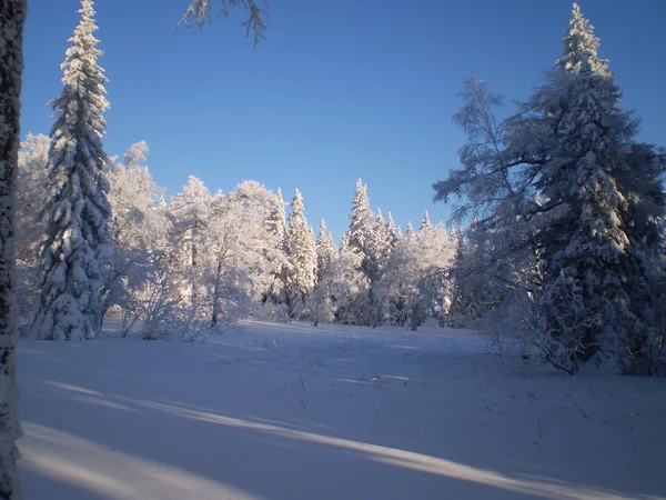 Vinter Royaltyfria Stockbilder