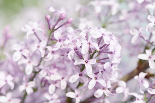 Lila ömhet — Stockfoto