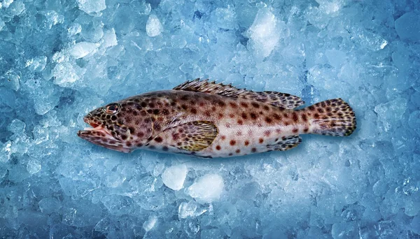 在冰上的鱼 — 图库照片