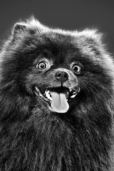 Bir köpeğin siyah beyaz portresi — Stok fotoğraf