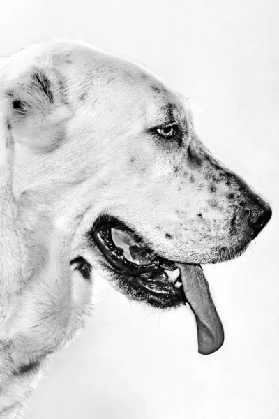 Schwarz-Weiß-Porträt eines Hundes — Stockfoto