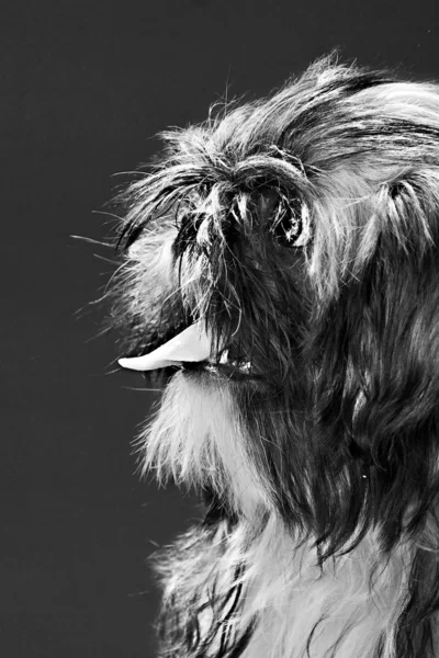 Черно-белый портрет собаки Лицензионные Стоковые Изображения