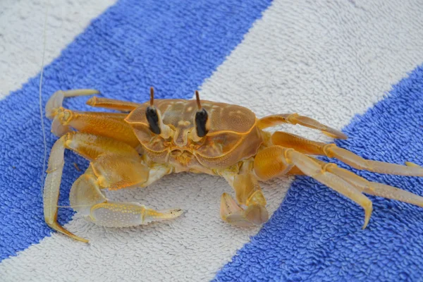 Ocean crab — Stock Photo, Image