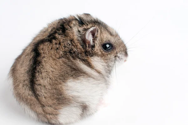 Hamster back (Phodopus sungorus) — Stock Photo, Image