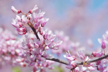 güzel çiçekler dallar üzerinde