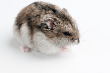 hamster