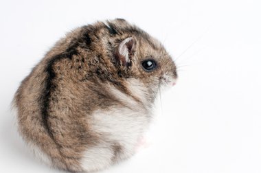 hamster
