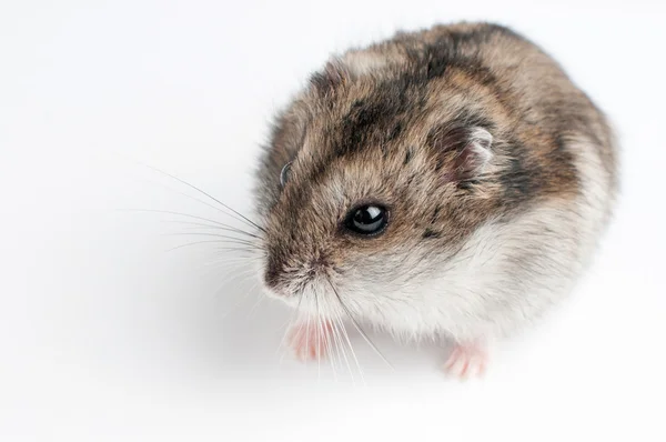 Hamster — Stock Photo, Image