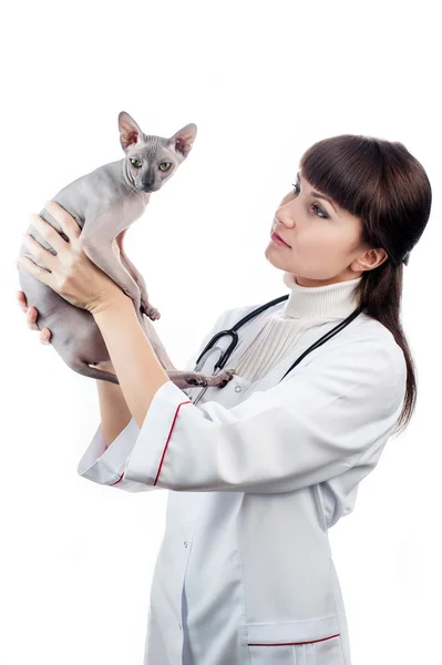 Hermoso veterinario con gato —  Fotos de Stock