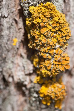 Sarı mantar ağacı üzerinde