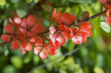 Bahar çiçekkwitnące wiosną