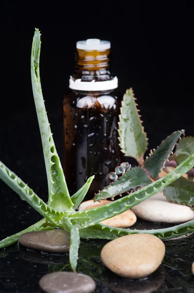 Herb leaf and flower selection with an aromatherapy essential oil glass bottle — Stock Photo, Image