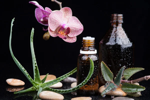 Herb leaf and flower selection with an aromatherapy essential oil glass bottle — Stock Photo, Image