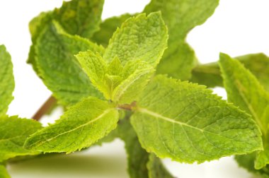 Beyaz arkaplanda izole edilmiş taze nane.