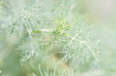 taze yeşil bir bahçe içinde bitkisel dereotu yaprakları