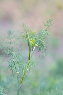taze yeşil bir bahçe içinde bitkisel dereotu yaprakları