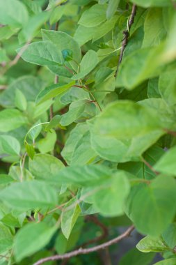 Schisandra chinensis yeşil yaprakları
