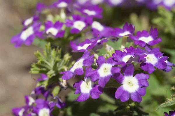 Phlox blommorna i trädgården — Stockfoto