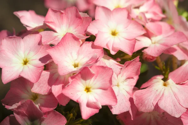 Phlox flores no jardim — Fotografia de Stock