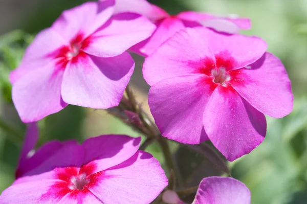 Phlox blommorna i trädgården — Stockfoto