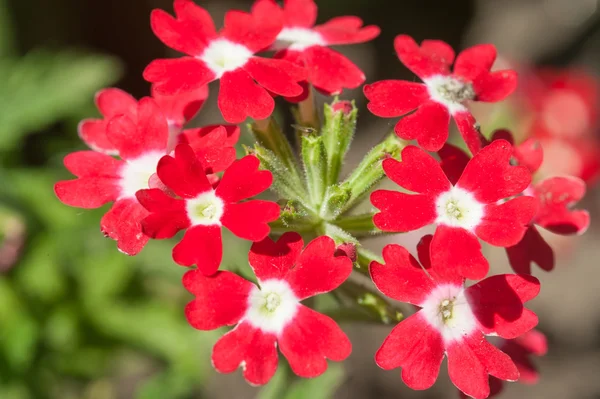 Phlox flores no jardim — Fotografia de Stock