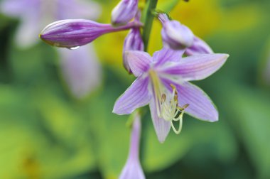 Mavi çayır çiçekler