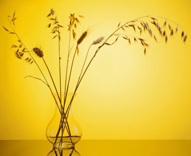 Cam vazo içinde buğday sivri demet