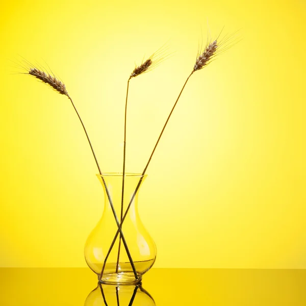 Wheat ears in glass vase isolated on yellow background. — Stock Photo, Image