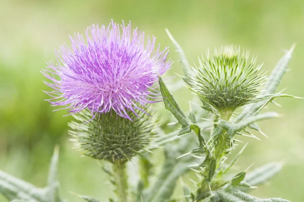 Thistle blomma — Stockfoto