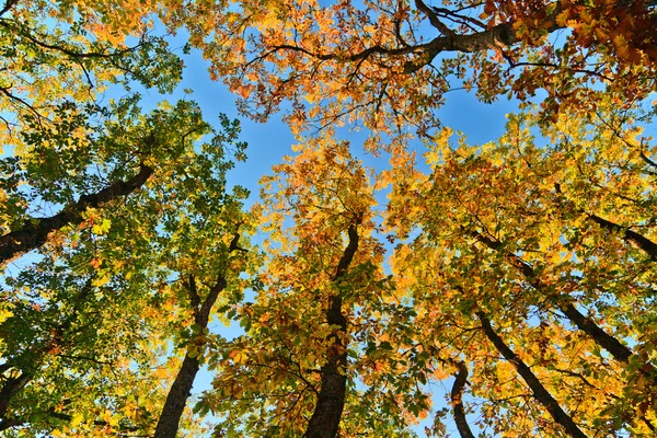 阳光穿过树梢的秋天 免版税图库照片