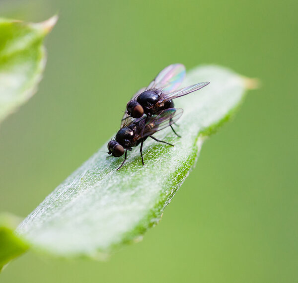 Copulation flies