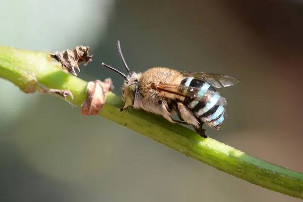 Blue Banded Bee — Stock Photo, Image