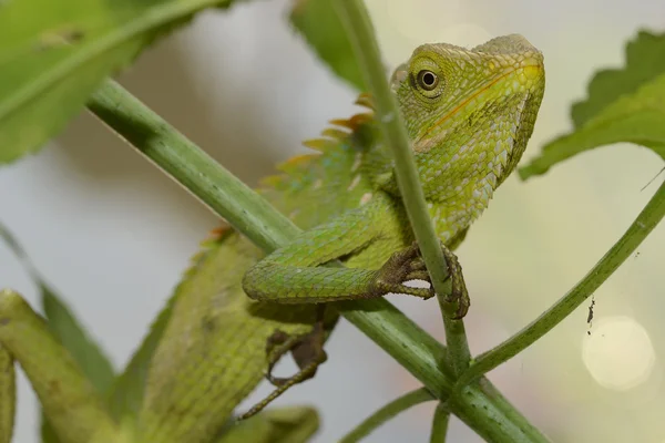 녹색 볏된 도마뱀 — 스톡 사진