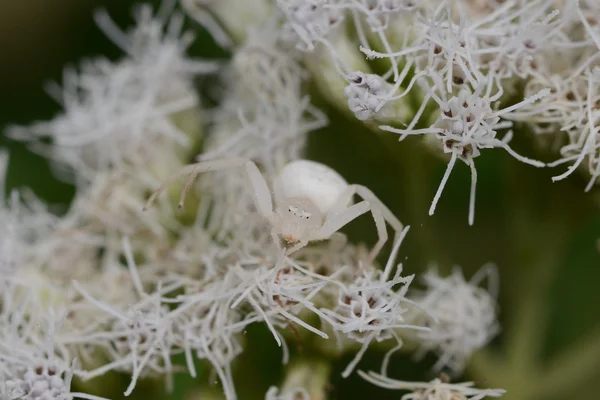 白い花のクモ — ストック写真