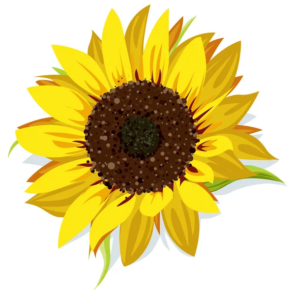 Sunflower vector — Stock Vector