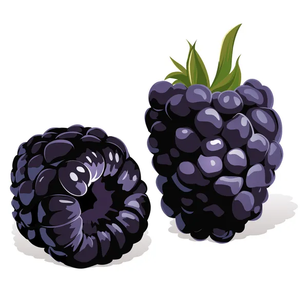 Blackberry — Stok Vektör