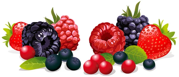 Berries isolated — Stock Vector