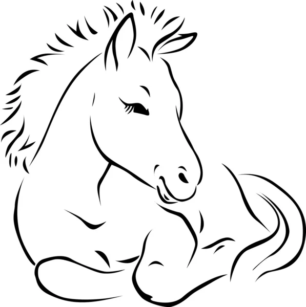 Foal - black outline illustration — Stock Vector