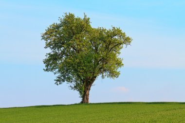 Mavi gökyüzü ve yeşil çayır önce tek ağaç