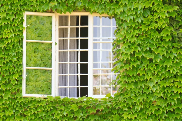 Window surrounded by ivy covered wall — Stock Photo, Image