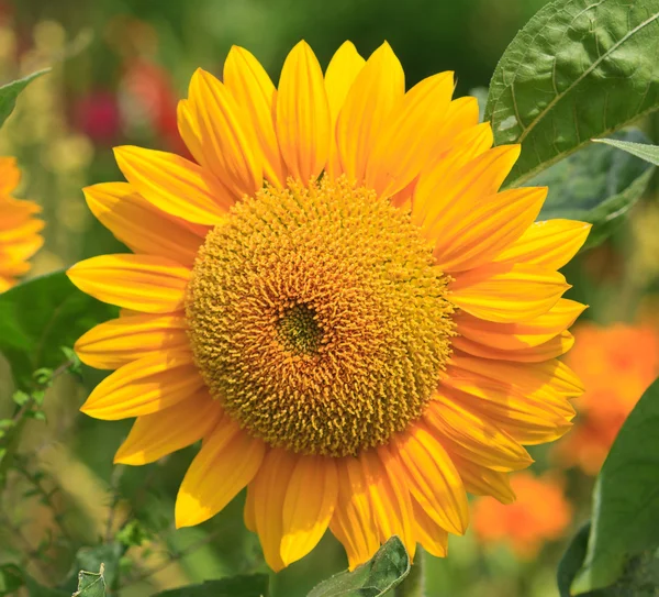 Sun Flower — Stock Photo, Image