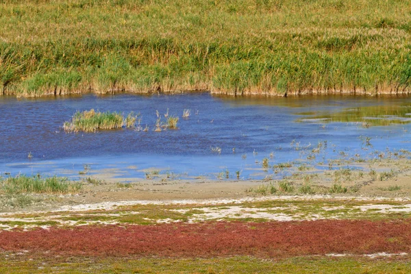 Reed Belt Landscape in National Park — Stock Photo, Image