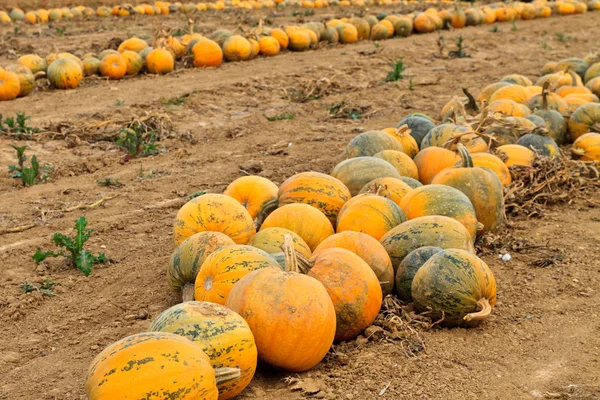 Pumpkins on a field — Stock Photo, Image
