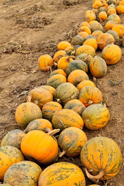 Abóboras em um campo — Fotografia de Stock