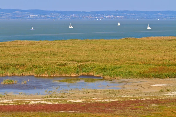 Reed Belt Paisagem no Parque Nacional — Fotografia de Stock