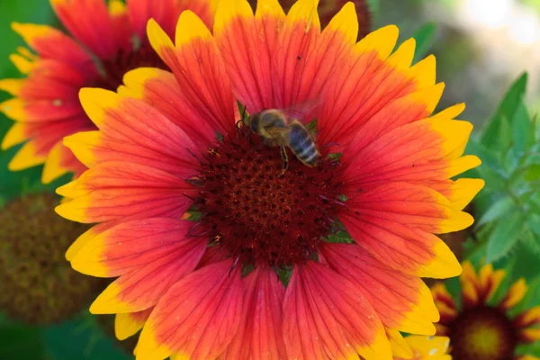 Abeja en hermosa flor de margerita amarilla naranja — Foto de Stock